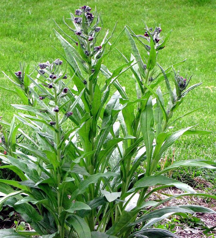 is this a weed or plant what is it please, they are a tall plant that sprung up quickly with kind of a bell shaped flower