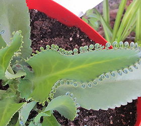 qu tipo de planta es esta, Los peque os rizos en el borde de la hoja se caen y comienzan nuevas plantas