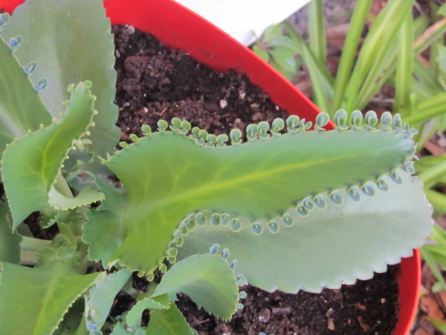 que tipo de planta essa, Os pequenos cachos na borda da folha caem e come am novas plantas