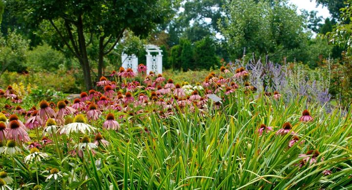 stan hywet s great garden part 2 the cutting garden, flowers, gardening, landscape, Purple coneflower Echinacea purpurea and blue Russian sage Perovskia are seen in front of one of the arches in the Rose Garden