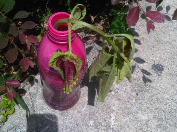 q trying to propagate a trusty rusty coleus never done this before, gardening, perennial
