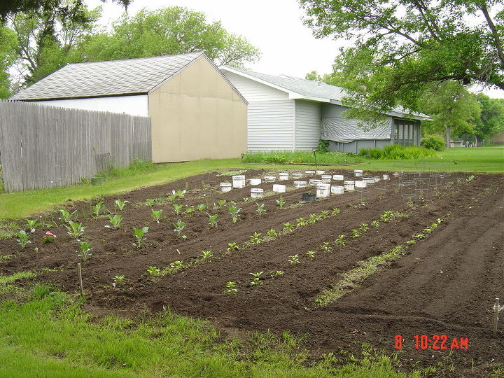 this is my garden here in nd it is 50ft wide and about 60 ft long, gardening, There are kohlrabi peppers cabbage broccoli in lower portion and the tomatoes are surrounded by the buckets which I soon remove