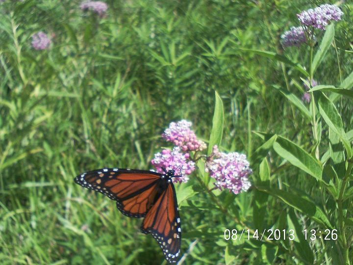 monarch butterfly, gardening, Monarch on Swamp milkweed
