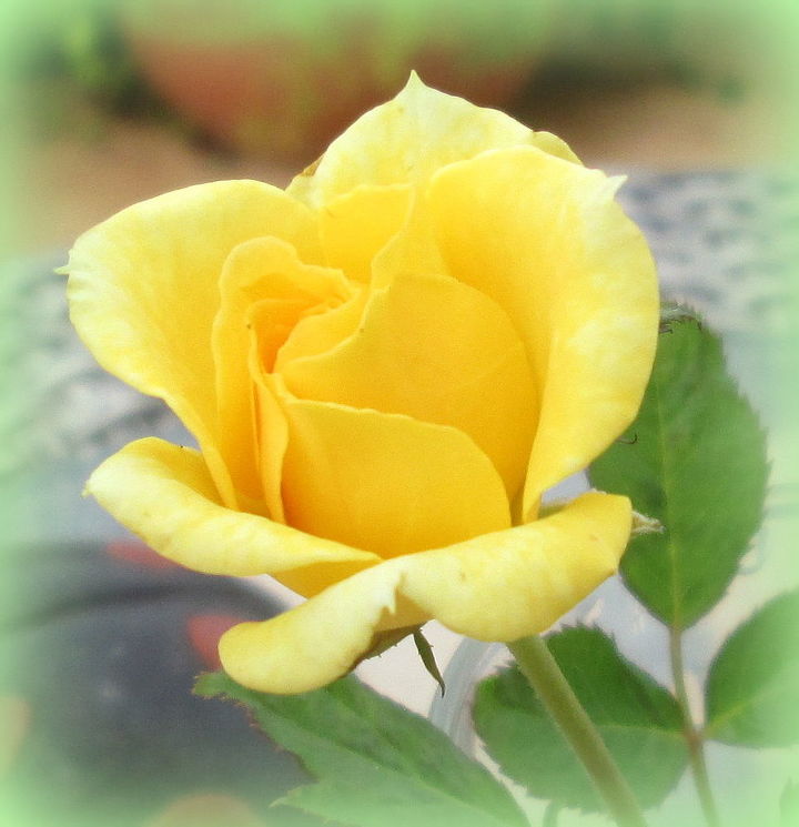 roses in my garden, gardening