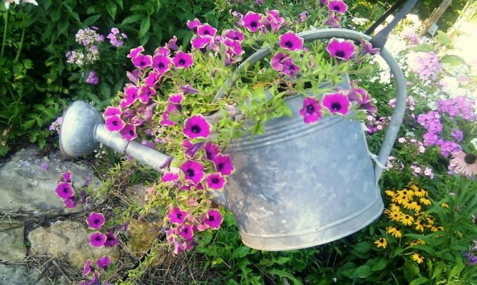 vintage watering cans in the garden, gardening, repurposing upcycling, Annie Downs s watering can with Pretty Much Picasso petunias