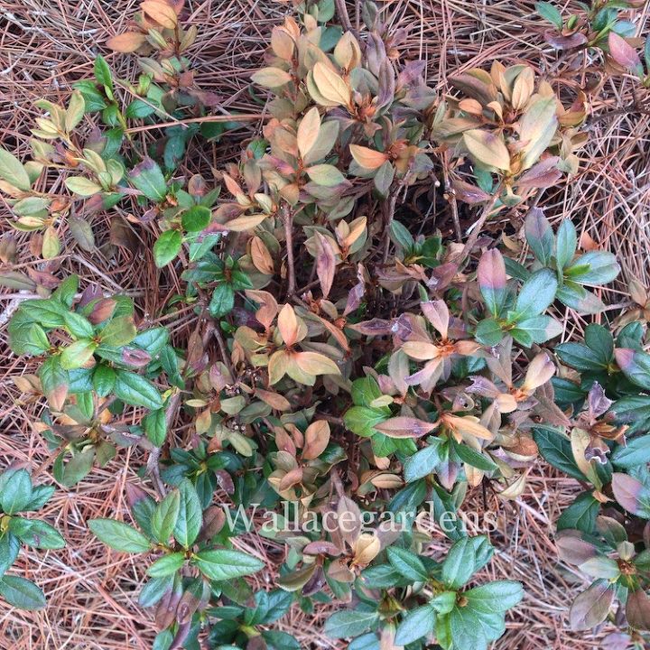 clean up after the polar vortex springgardening, container gardening, flowers, gardening, landscape, perennial, Many evergreen Azaleas newly installed and established suffered frost bite Again wait until mid April before removing the damaged branches