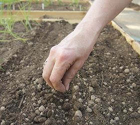 do you have to know what you re doing to plant a vegetable garden, diy renovations projects, gardening, We put seeds and starts into our amended soil