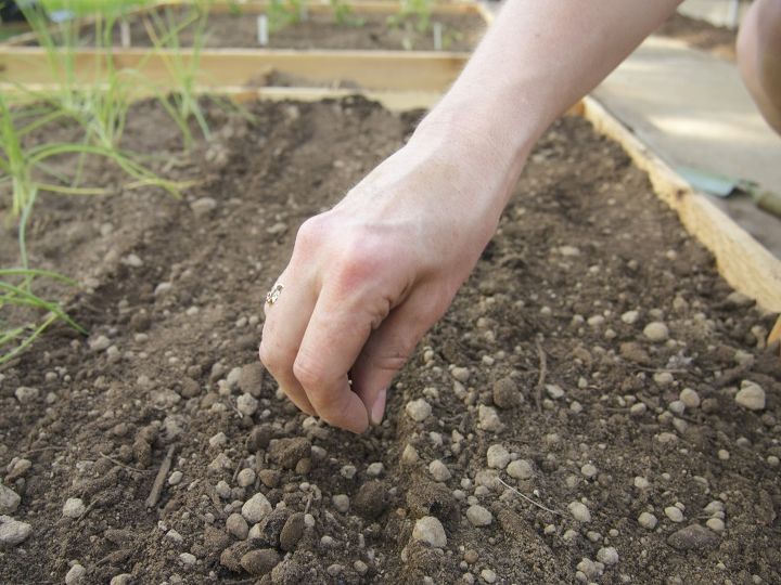 hay que saber lo que se hace para plantar un huerto, Colocamos las semillas y los brotes en nuestra tierra enmendada