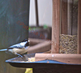 part 2 back story of tllg s rain or shine feeders, outdoor living, pets animals, Even a lone chickadee stopped by the FH Feeder for a bite to eat His her image was included in a tribute to Starr Saphir