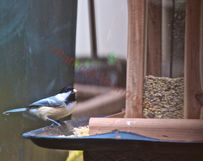 part 2 back story of tllg s rain or shine feeders, outdoor living, pets animals, Even a lone chickadee stopped by the FH Feeder for a bite to eat His her image was included in a tribute to Starr Saphir