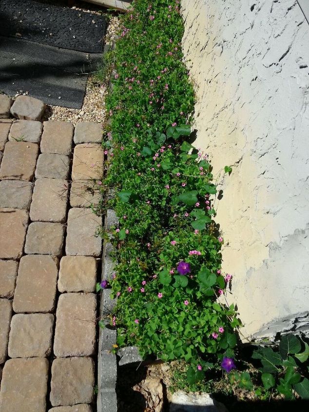 my 2013 flowers, flowers, gardening, hibiscus, next to the sidewalk leading to the front porch there was a small space that needed something Of course flowers this is oxalis a beautiful plant that is easy to grow
