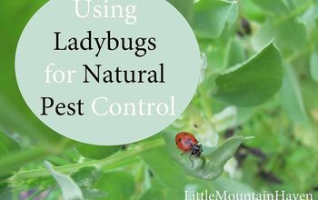 Natural Pest Control: Using Ladybugs