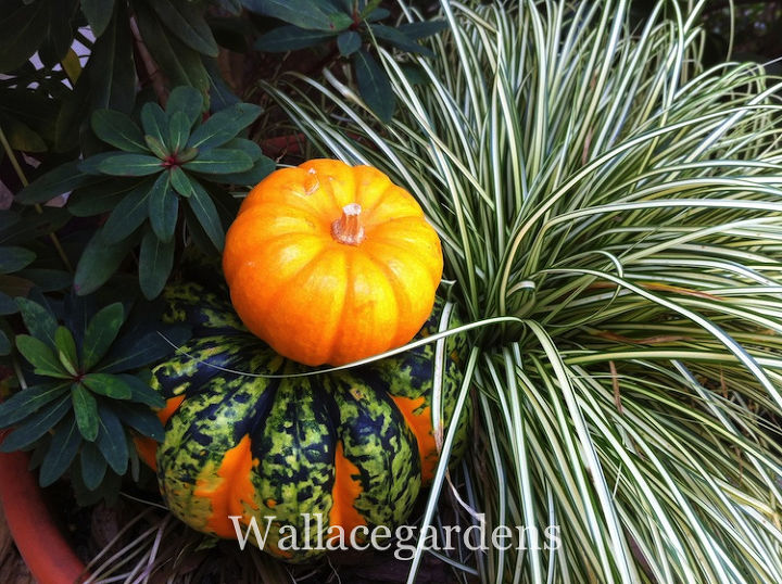 tgif thank god it s fall y all, container gardening, flowers, gardening, seasonal holiday d cor, Tucking pumpkins into container gardens