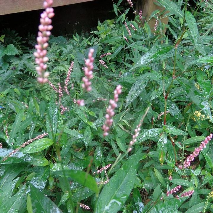 name these plants, flowers, gardening, Red Pink Bloom in Fall grows in a lot of water