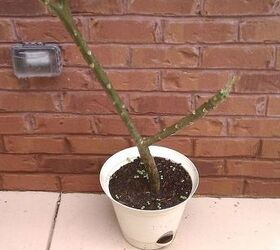 q screwed this one up wife is ticked plumerias, gardening, Plumeria NOT Pruned starting to sprout on its own