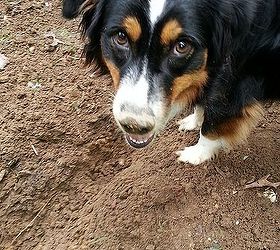voles and moles, gardening, pest control, This is Sierra our Australian Shepherd hunting see the dirt on her nose
