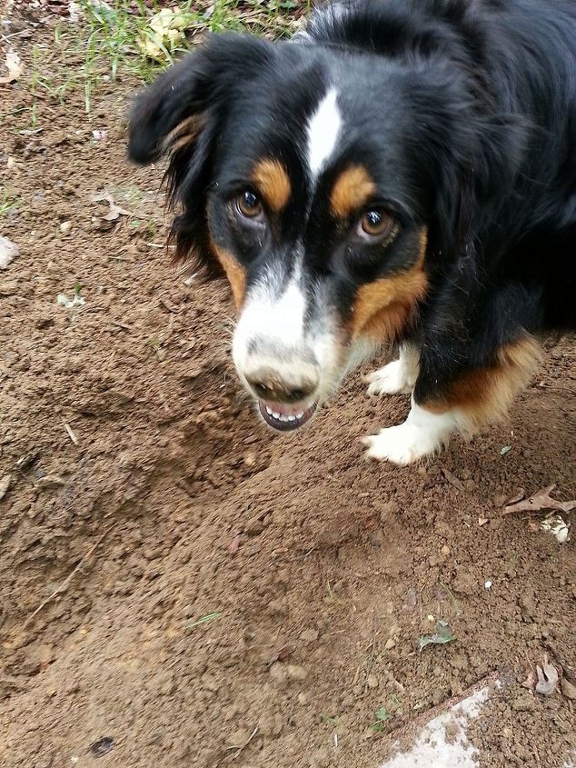 voles and moles, gardening, pest control, This is Sierra our Australian Shepherd hunting see the dirt on her nose