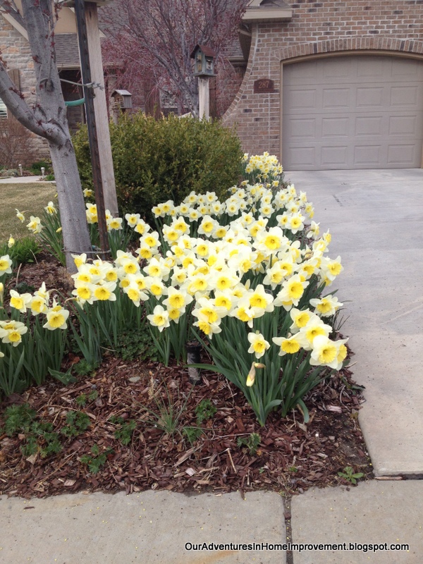 the daffodils are blooming, gardening