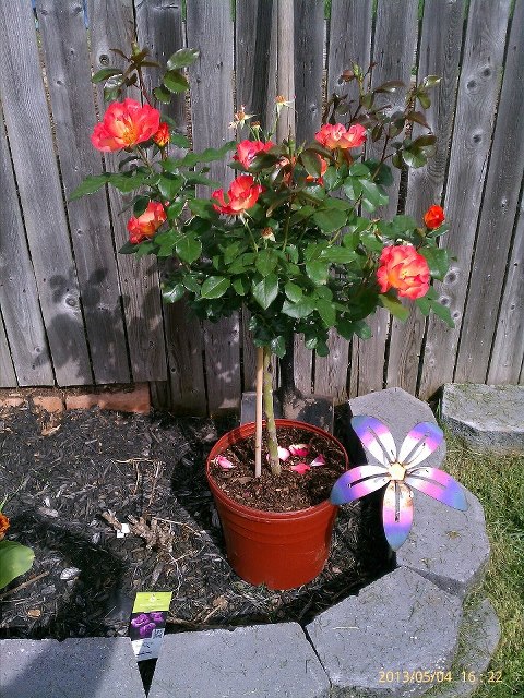 rose garden w 2 new playboy rose trees added amp few matching tulips, gardening
