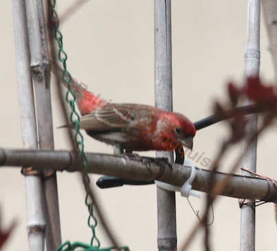 urban hedges part two bamboo trellis, flowers, gardening, outdoor living, pets animals, urban living, Look before you leap is the mindset of this sweet guy INFO on house finches AS WELL AS