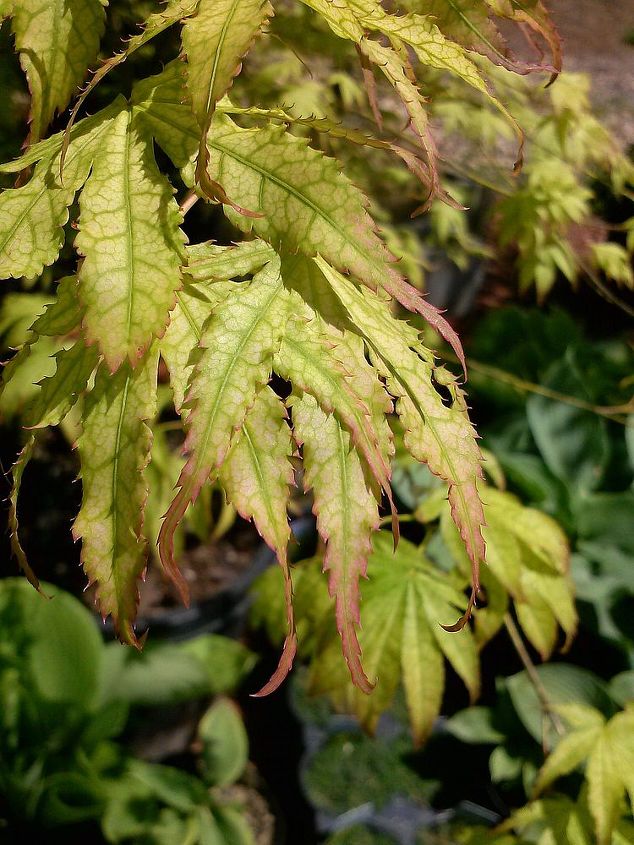 my love affair, Peaches and Cream