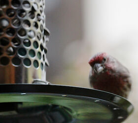 part 4 back story of tllg s rain or shine feeders, outdoor living, pets animals, Male Finch at Peanut Feeder This image appeared in a post November 2012 on TLLG s Blogger Pages