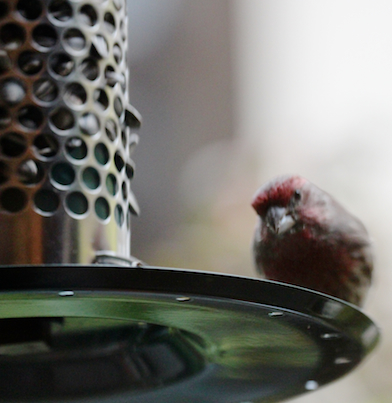 part 4 back story of tllg s rain or shine feeders, outdoor living, pets animals, Male Finch at Peanut Feeder This image appeared in a post November 2012 on TLLG s Blogger Pages