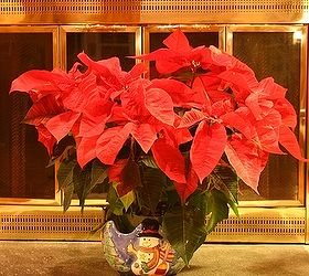 do you know these poinsettia facts poinsettias are not poisonous that old myth, flowers, gardening