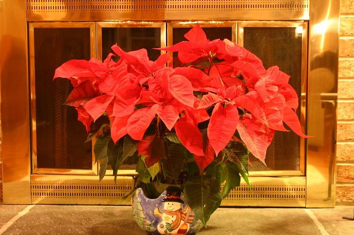 do you know these poinsettia facts poinsettias are not poisonous that old myth, flowers, gardening