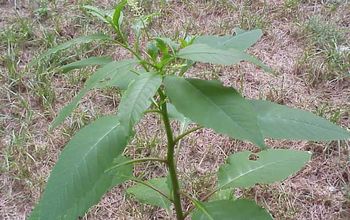 Here's a common weed to know: pokeweed (poke sallet).