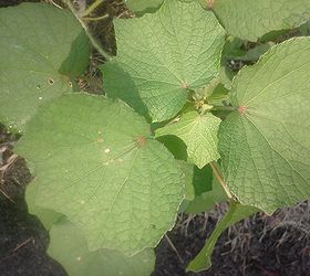 weed or feed, gardening