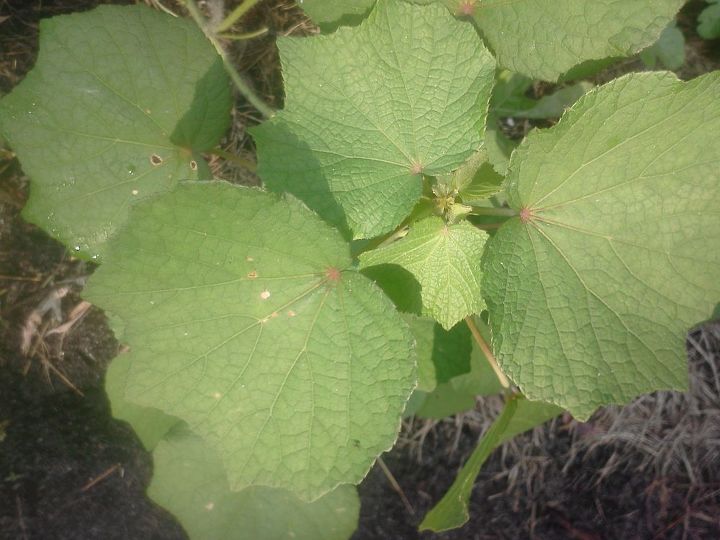 weed or feed, gardening