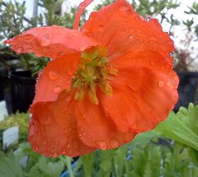 q plants in bloom today in the nursery 21 pictures, gardening, Poppy