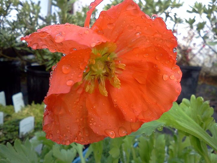 q plants in bloom today in the nursery 21 pictures, gardening, Poppy