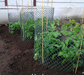 easy potato bins, gardening, Potato cages
