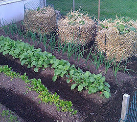 easy potato bins, gardening, With Straw