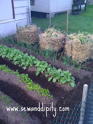 easy potato bins, gardening, With Straw