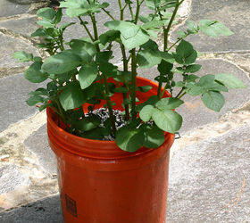 planting white potatoes in a tub or bucket, gardening, potatoes in a bucket