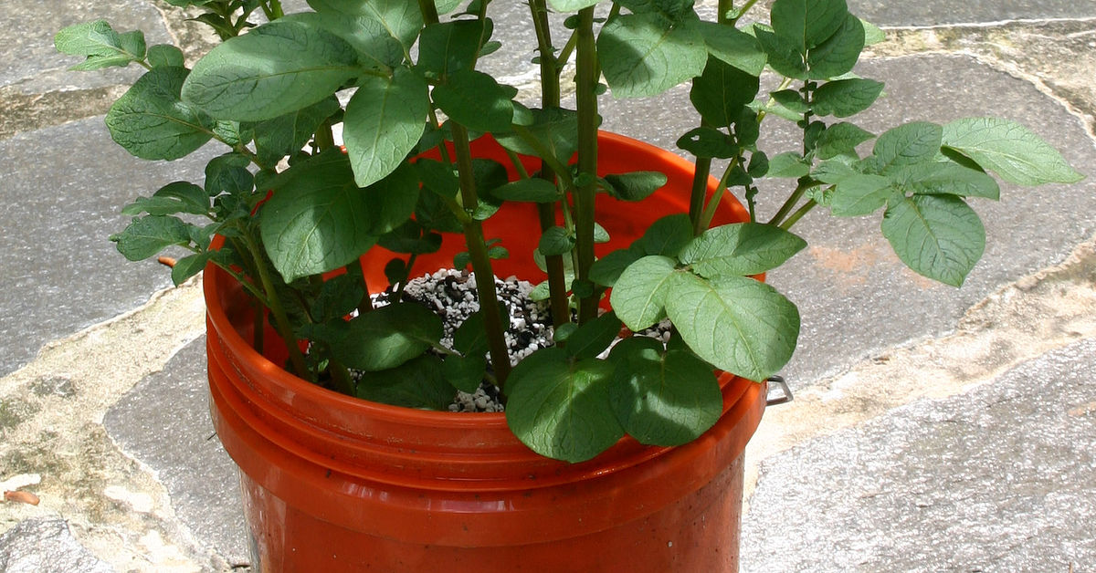 Planting White Potatoes in a Tub or Bucket | Hometalk