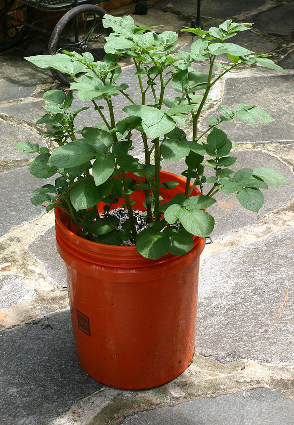 plantar patatas blancas en una baera o cubo, patatas en un cubo