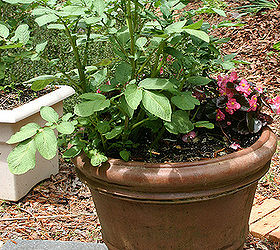 planting white potatoes in a tub or bucket, gardening, potatoes in a pot