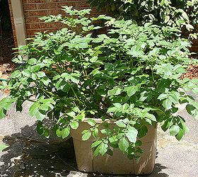 planting white potatoes in a tub or bucket, gardening, potatoes in a tub