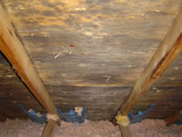got attic mold and mildew where did it come from, home maintenance repairs, how to, Attic mold can be dangerous and cause damage to your home and health