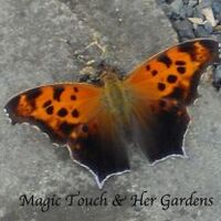 Magic Touch & Her Gardens