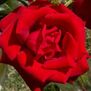 Sicilian Rose