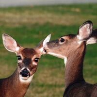 Whispering Deer