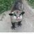 Miss Possum