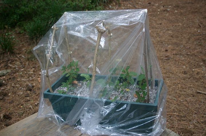 propagating shrubs from cuttings, flowers, gardening, hydrangea, plastic bag