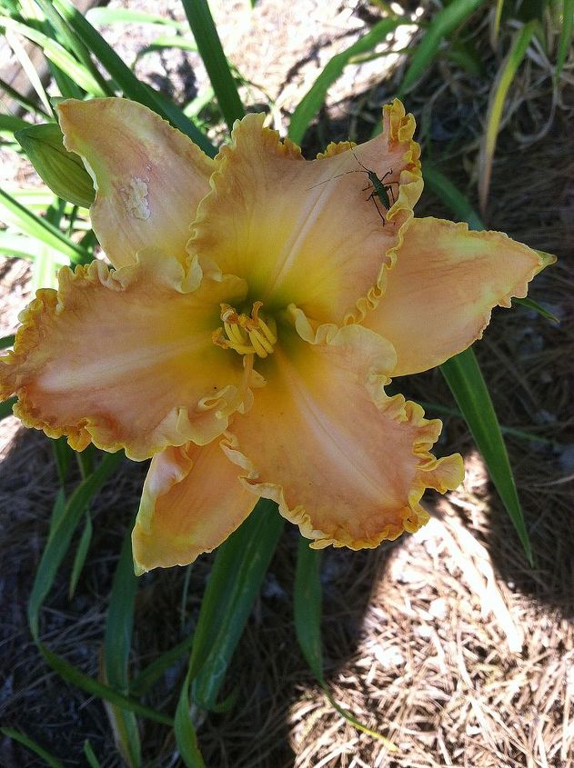 the start of the daylily blooms 2013, gardening