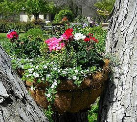 tree planters planting in a tree, container gardening, gardening, repurposing upcycling, Joy placed a wire basket filled with moss and geraniums